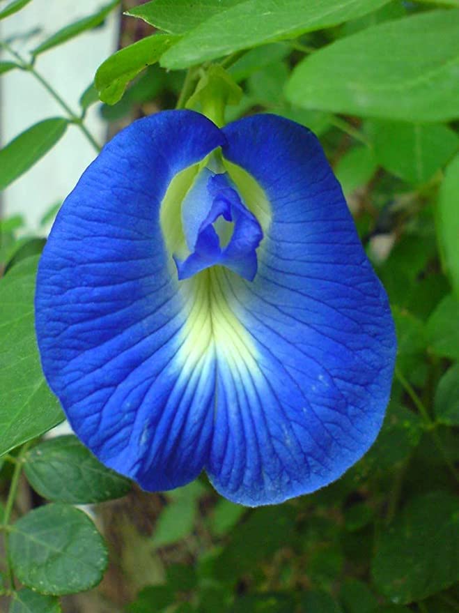 MARINE TREE BLUE APRAJITA LIVE PLANTS | GARDEN DECOR (B0B8RSBG19) Amazon Price History, Amazon Price Tracker