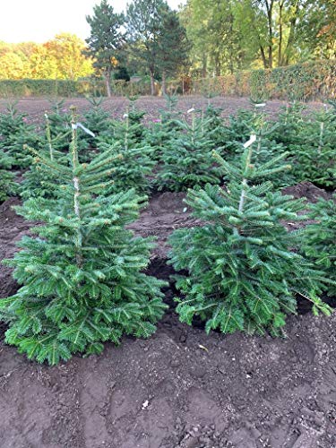 Nordmann-Tanne - Abies nordmanniana - Im Topf gewachsen - In unterschiedlichen Liefergrößen - Der nachhaltige Weihnachtsbaum (Im 10 Liter Container 50-60 cm)