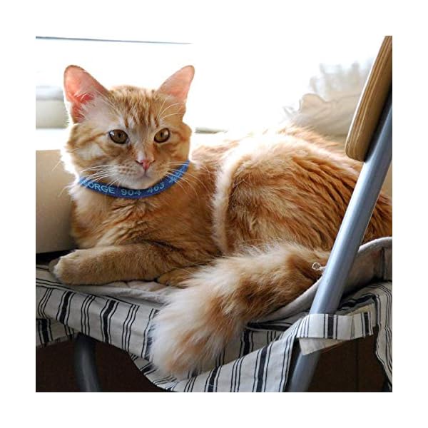 Cat collar,personalized embroidered nylon cat id collars with bell - custom text with pet name and phone number … - image 5