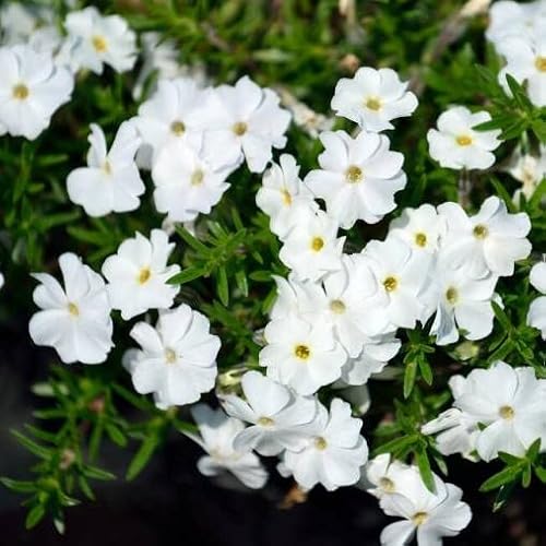 Pianta vera di Phlox douglasii White Admiral - Diametro Vaso Ø 9 cm