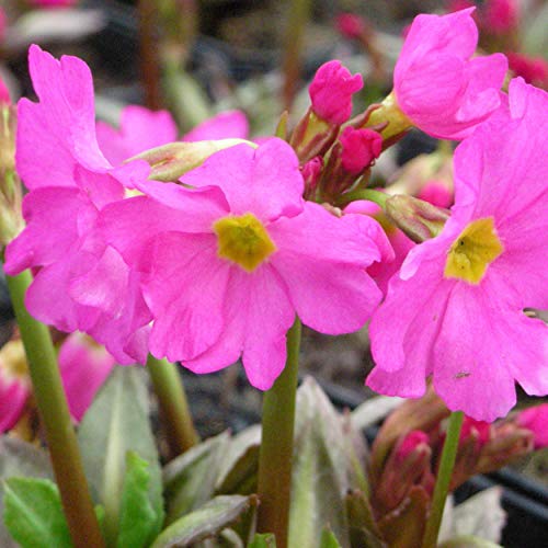 Blumixx Stauden Primula rosea 'Gigas' - Rosenprimel karminrosa