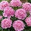 Large Purpled Passion Peonies
