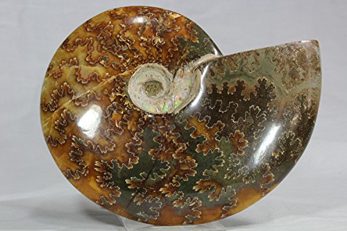 Amazon.co.jp: 化石 アンモナイト クレオニセラスSP. 349g