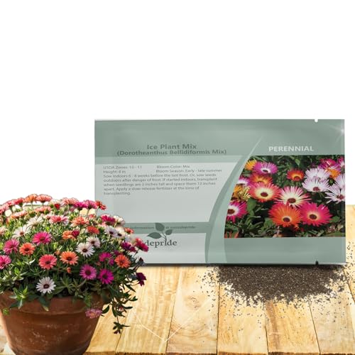 Outsidepride Mix Ice Plant Seeds - 10000 Pcs Perennial, Drought