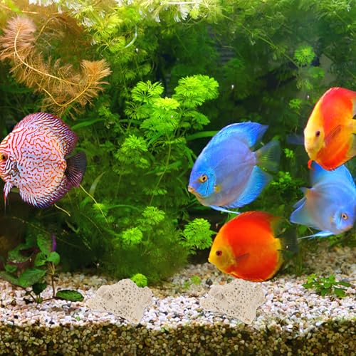Purification et décoration d'aquarium avec graviers coralliens et pierres filtrantes - 6