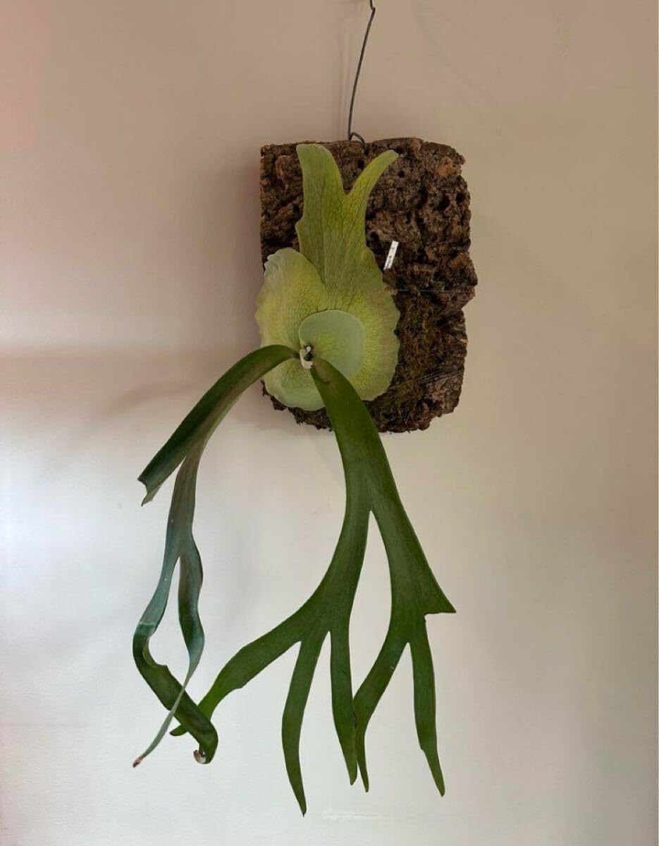 アガベ】 ホリダ 楊炎 ボールタイプ 特大サイズ アガベ】ホリダ 超