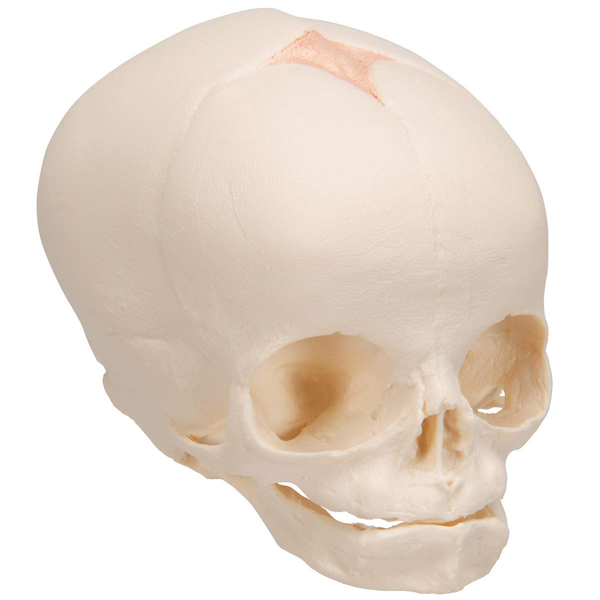Human Fetal Model by mLabs (B07XBG4S17) Amazon Price History, Amazon Price Tracker
