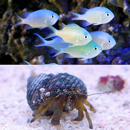 Amazon 海水魚 ６０ｃｍ水槽立上げテストフィッシュセット １セット Charm チャーム 観賞魚 水中生物 通販