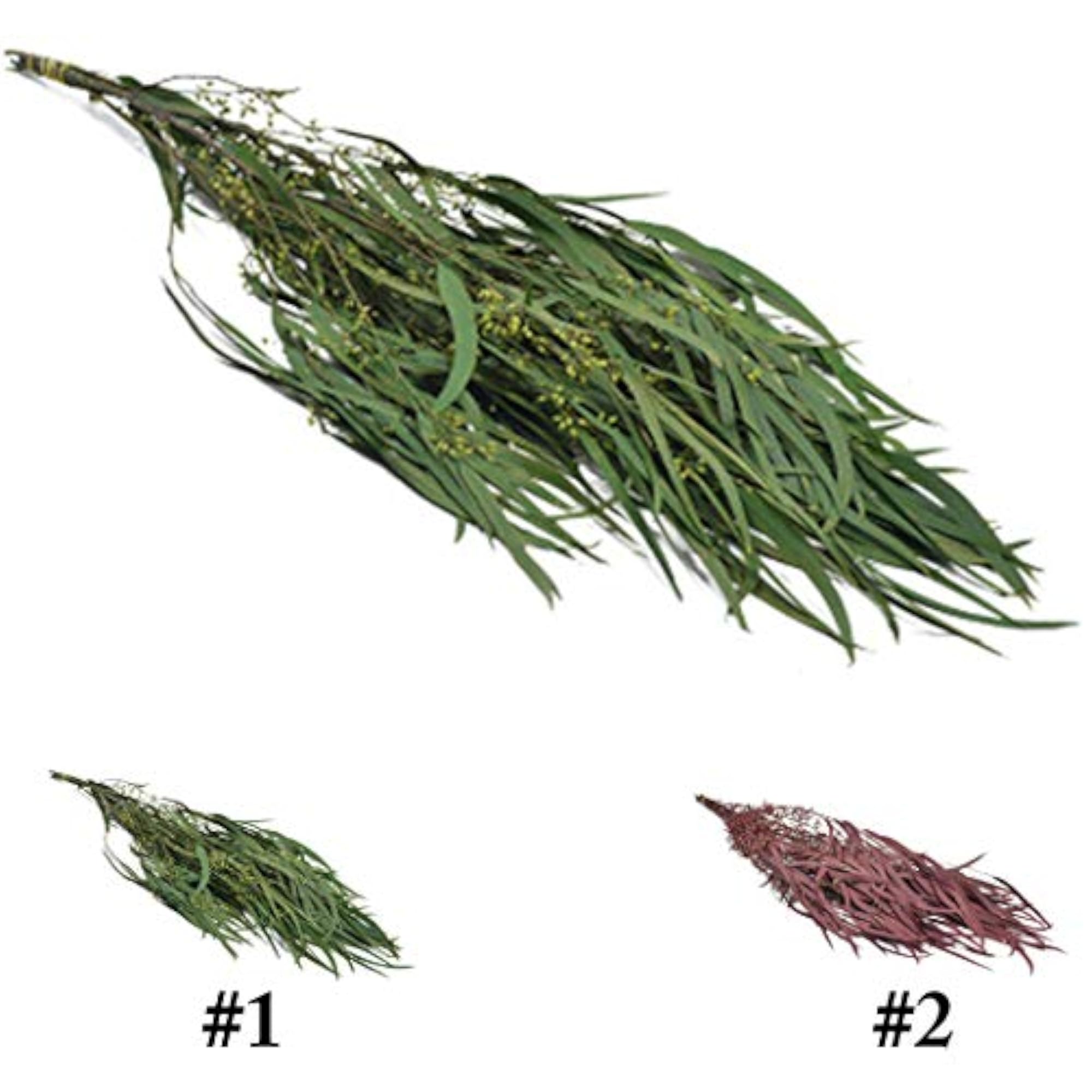 Dried Eucalyptus Preserved Flower Craft Supplies