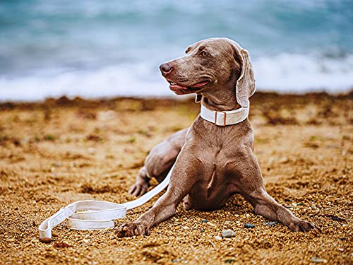 Aring Pet Dog Collar And Leash Set, Soft White Velvet Dog Collar And Leash, Adjustable Collars For Dogs #TOP4