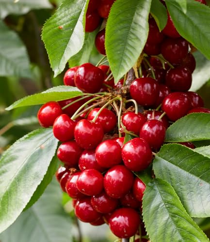 BALDUR Garten Säulen-Süßkirschen 'Sylvia®', 1 Pflanze, Kirschbaum,...