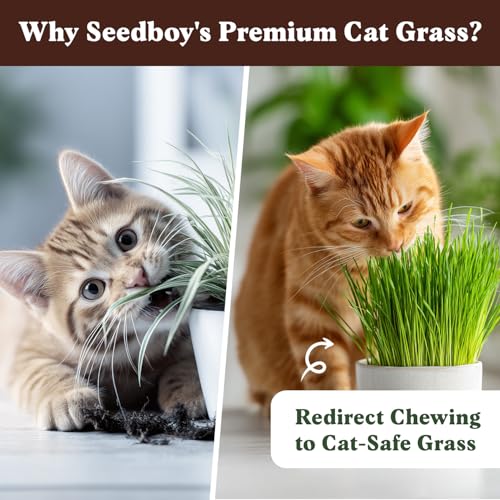 Seedboy-Organic-Cat-Grass-Seeds-for-Planting-Non-GMO-Wheat-Oat-Rye-and-Barley-Pet-Grass-Seeds-for-Indoor-Cats