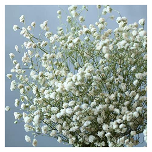 Fleurs séchées orange naturelles, gypsophile décoration