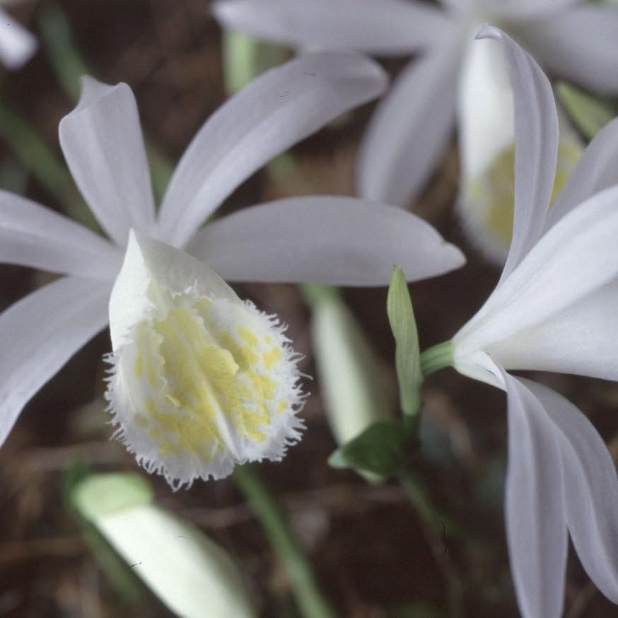 Plant World Seeds - Pleione Orchid Seeds (Perennial Flower Seeds)