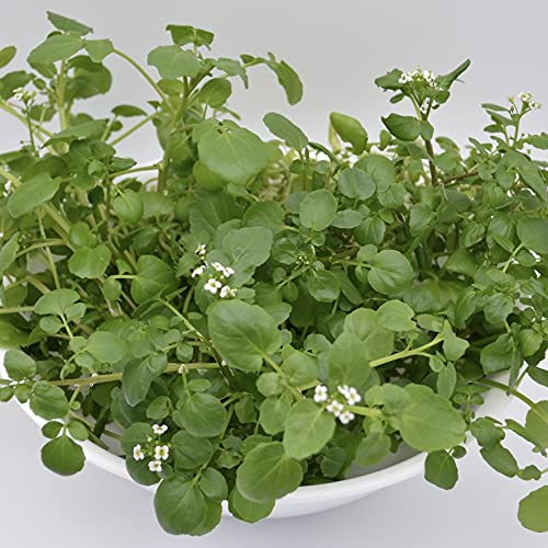 Hydroponic Dried Watercress, 1oz