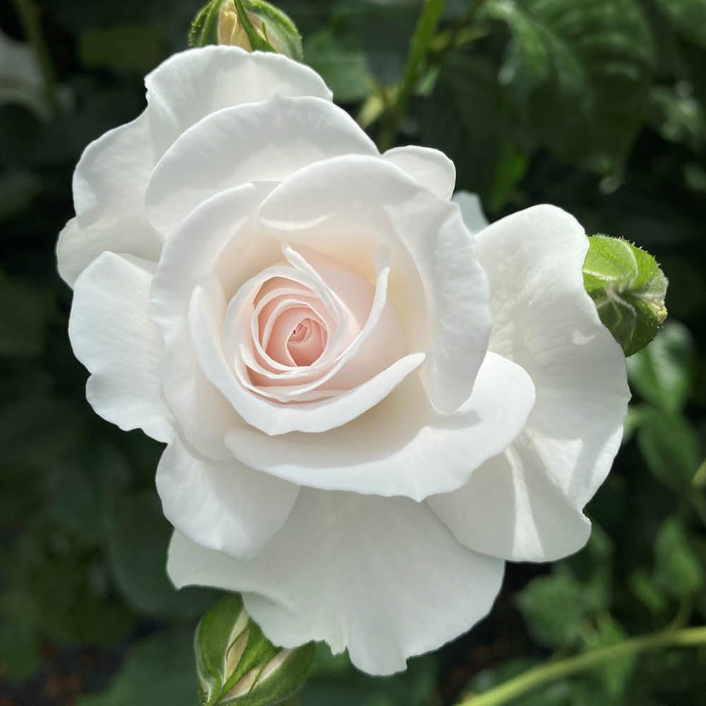 YouGarden Harkness Timothy's Rose, Floribunda Rose Plant, 4 Litre Pot, Blush White Flowers, Gift, Ready To Plant