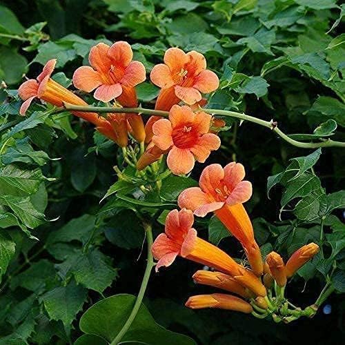 Image of Live Flame Vine Orange Trumpet Flower Plant with Pot | Pyrostegia Venusta Bignonia Climbing Creeper | Fast Growing Flowering Vine for Home Garden Balcony Terrace Wall Fence Decor | Pack of 1