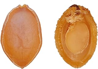 Dried Abalone (100 g)