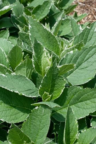 Hydrangea macrophylla 'Light-o-Day' 40–50 cm – Winterhart, Mehrjährig, Pflegeleicht – Bauernhortensie – Blütenstrauch für Beet & Kübel