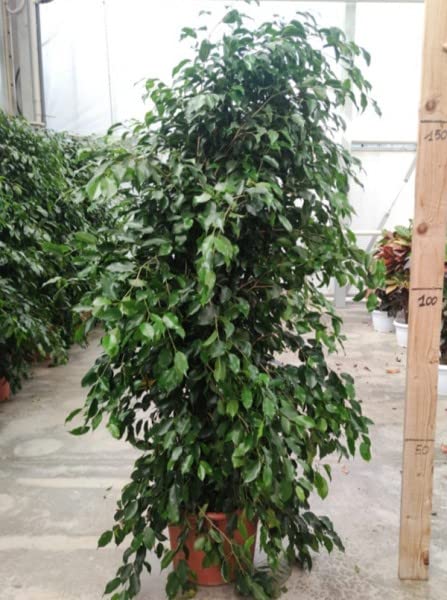 no cure Ficus Benjamin verde 170 cm vaso 30 pianta vera resistente a siccità e ambienti non riscaldati