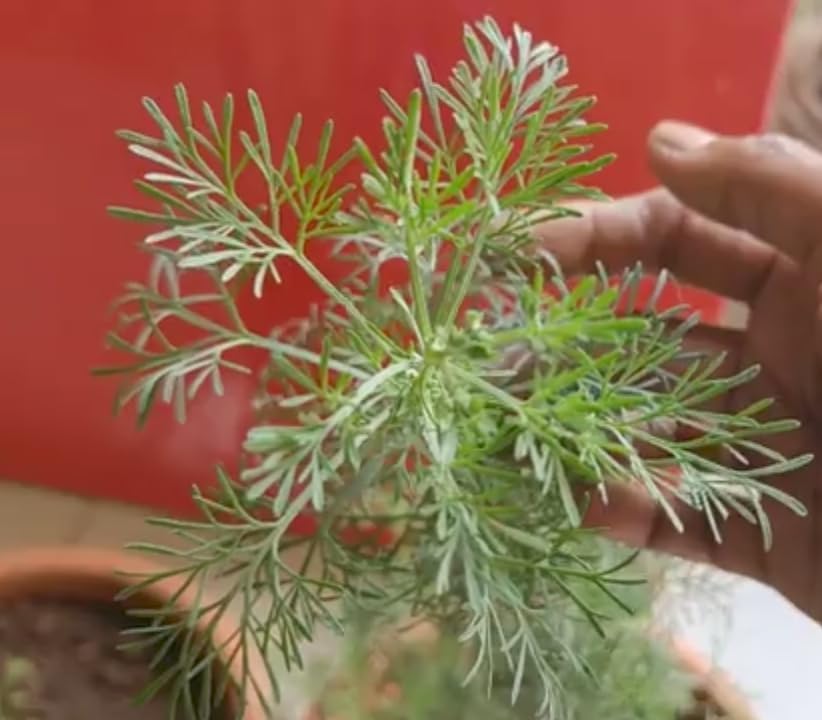 Artemisia Pallens Davana Plant live (B0CYL8733N) Amazon Price History, Amazon Price Tracker