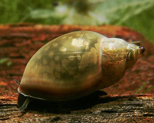 NatureHolic Blasenschnecke Physa sp. 10 Stück - Aquarium Schnecken lebend - Algenfresser, Putztrupp & Futterreste Entferner Schnecke - für Nanoaquarien geeignet - Natürliche Aquarien Reinigung