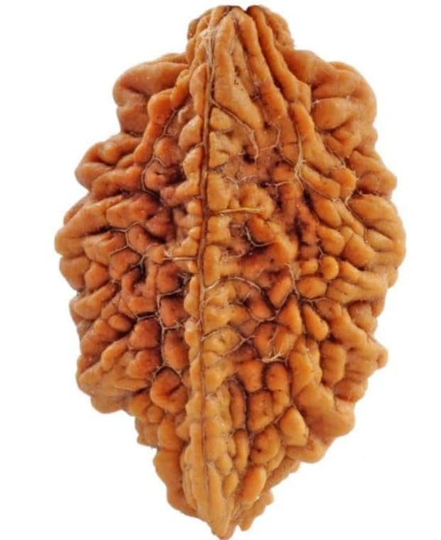 Do|2 Mukhi Rudraksha Original Nepal Certified दो मुखी रुद्राक्ष | 2 Face Ruthratcham With Silver Capping Blessed With Shiv Parvati (अर्धनारीश्वरी) Natural brown Bead For Jaap, Mala-image-33