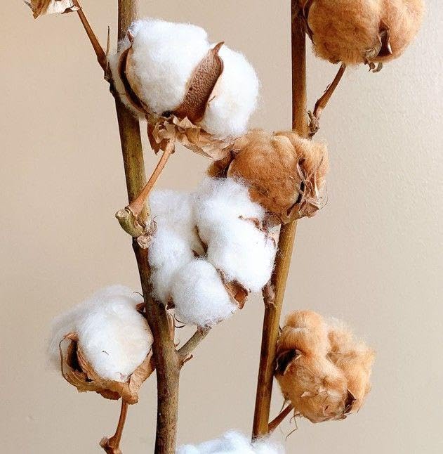 Amazon.co.jp: 綿花 (コットンフラワーの種) 白、茶、 緑 3色 10粒ずつ