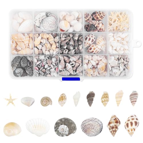 Fangoo 15 Types 800 Pièces Naturelles Mini Mélange de Coquillages de Mer Étoiles de Mer...