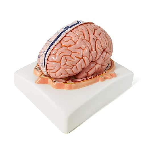 Miniatura 7 de Evotech - Modelo de cerebro humano con arterias, 7 partes de anatomía de tamaño real, modelo de cerebro en una base, muestra horizontal liso a