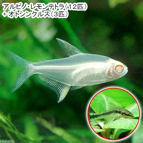 Amazon 熱帯魚 アルビノ レモンテトラ １２匹 オトシンクルス ３匹 北海道航空便要保温 Charm チャーム 観賞魚 水中生物 通販
