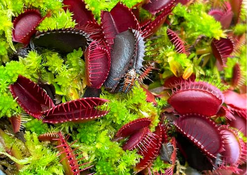 500+ Venus Flytrap Plant Seeds - Red Dragon Venus Fly Trap Seeds for Planting Indoor
