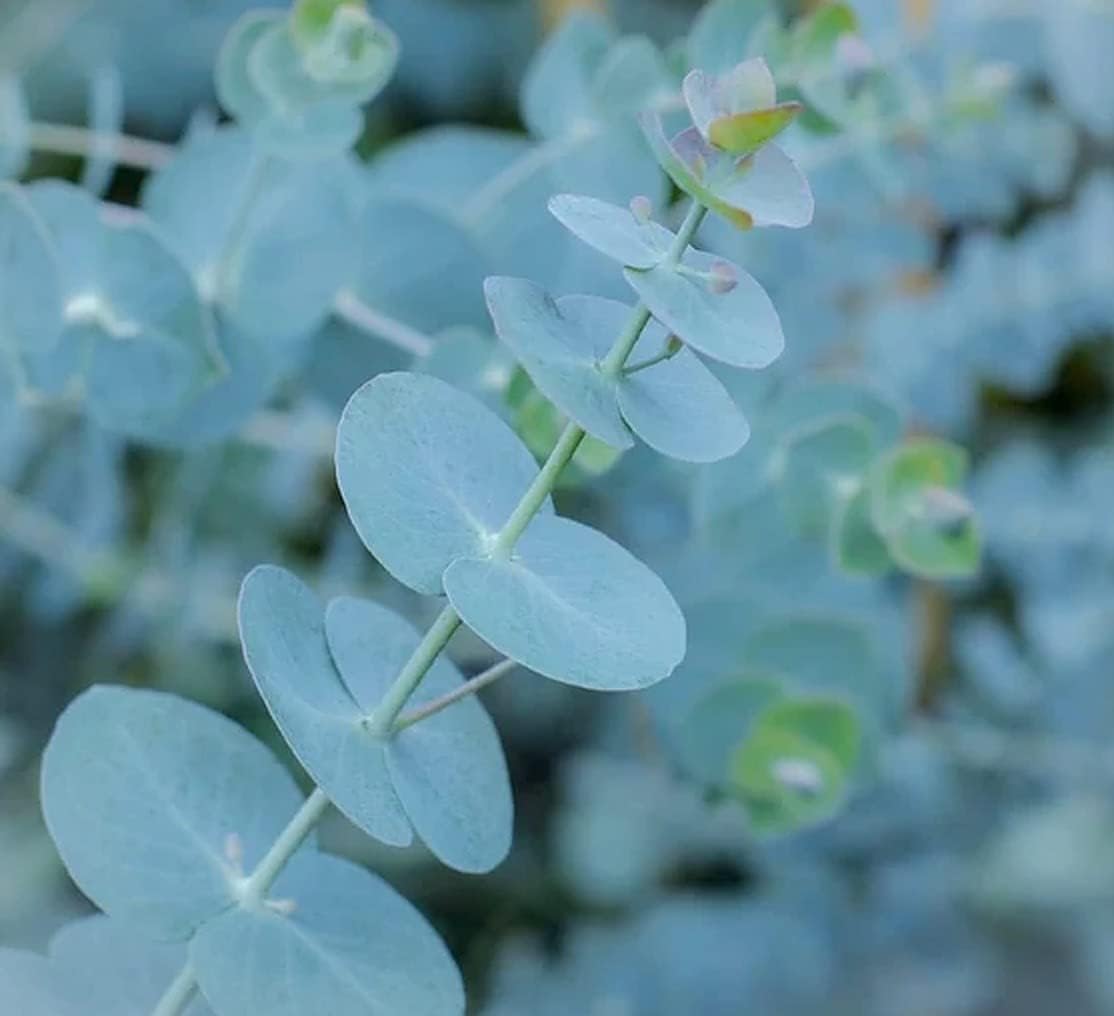 Eucalyptus Plant Live Potted, Baby Blue Eucalyptus Tree