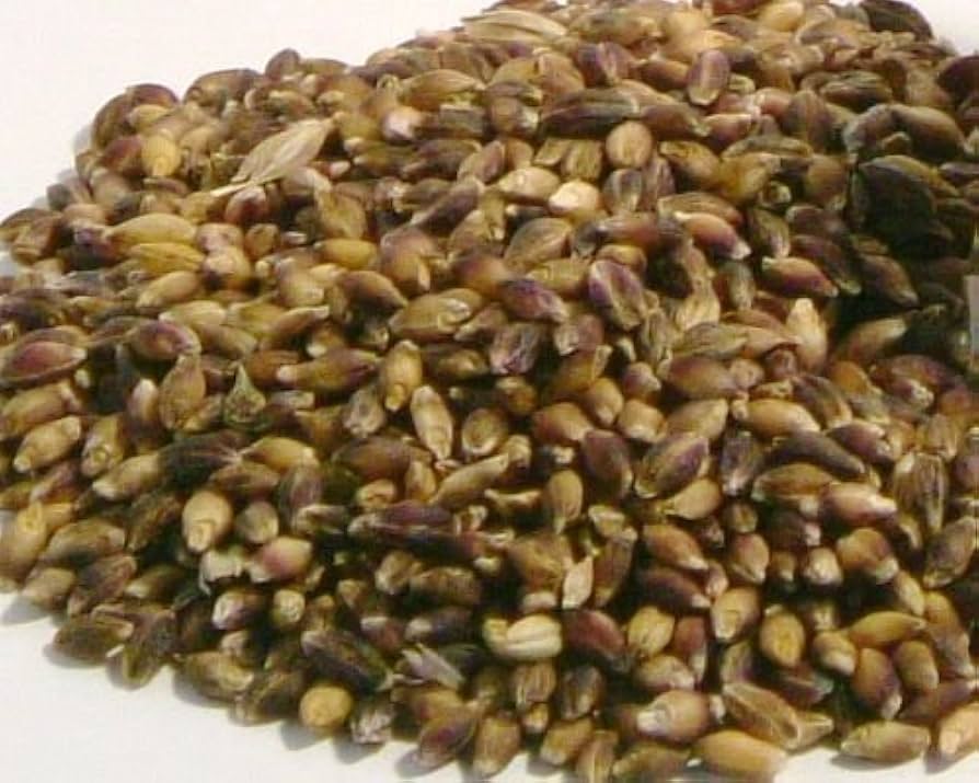 ◆玄麦◆令和5年産 佐賀県産 自然栽培小麦【玄麦】 20kg 令和5年産 佐賀県産 丸麦（大麦） 20kg