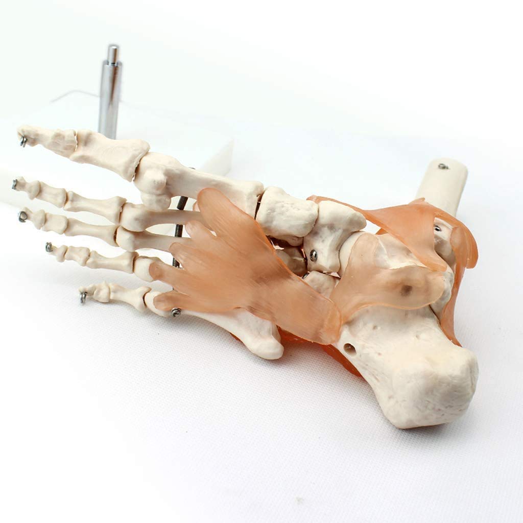 Cheville Humaine avec des Rubans Anatomical Modèle Vie Anatomie Taille De L'Aide À L'Éducation Médicale Humaine, Les Modèles Médicaux Et Matériels Didactiques