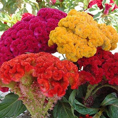 Golden Hills Farm® (AVG 200-500) seeds Cockscomb Flower Mix Color Hybrid Seeds (B093QFVQ21) Amazon Price History, Amazon Price Tracker