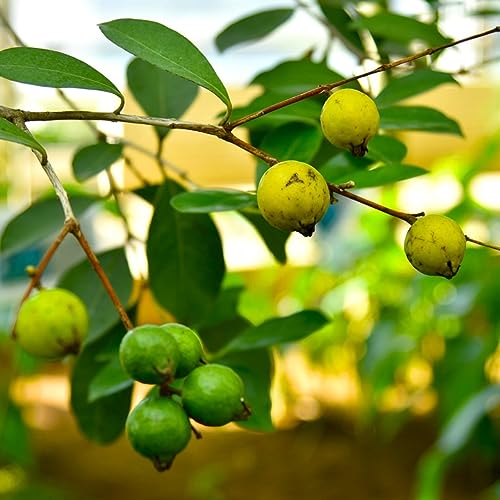 Image of GreenWorld Rare Very Cute Tropical Thai Yellow Strawberry Guava /Lemon Guava Fruit Plant,(GRAFTED) Healthy Live Plant,''Fruit After 1 Year''