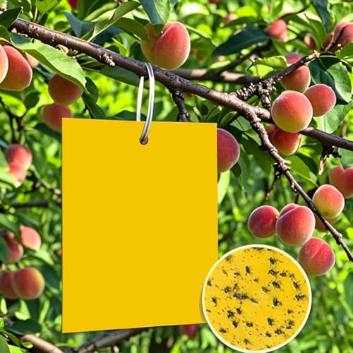 mobumeia 50 gelbtafeln gegen trauermücken (20cm x 15cm) – gelbkarten zur bekämpfung von kirschmaden, ungeziefer, kirschfliegen, blattläuse und minierfliegen – nematoden gegen trauermücken, mittel gege