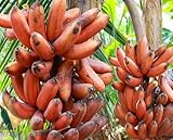 platanos rojos Alcampo