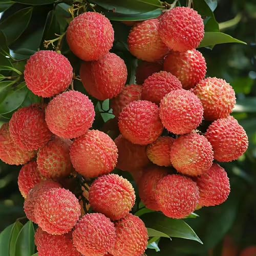 25 piezas semillas de plantas de lichi, árbol de lichi, cama elevada, plantas exóticas semillas de fruta de lichi - Litchi chinensis - semillas, regalos sostenibles para mujeres Regalos