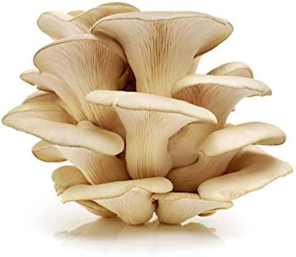 Oyster Mushroom Dry 1 kg