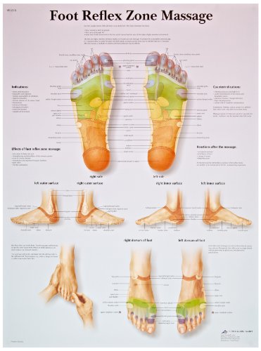 3B Scientific VR1810L Glossy UV Resistant Laminated Paper Foot Reflex Zone Massage Anatomical Chart, Poster Size 20