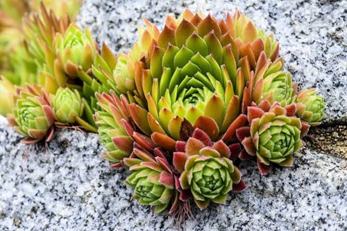 50 Mountain Houseleek Hens & Chicks Sempervivum Montanum Green Red/Pink