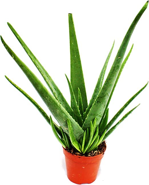 Suculenta Natural Aloe Vera Planta Ideal para la Iniciación en la Jardineria