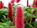 Chenille Firetail Plant - Cat Tails Plant - Acalypha pendula -Indoors/Out-6" Pot