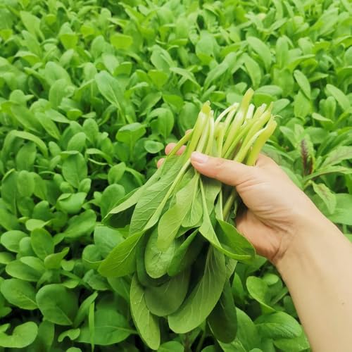 I semi di Pak Choi sono resistenti all'inverno, esterno senape cinese invernali, giardino roccioso, balcone, 600pcs