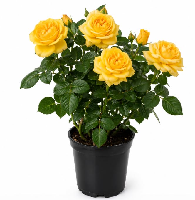 Yellow Rose Live Plant 4-6 Inch Tall Fragrant Blooming Rose Bush for Home Garden