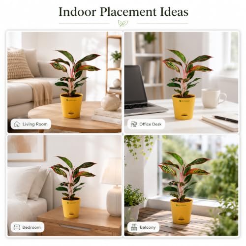 Image of Aglaonema Red Live Indoor Plant with Pot | Indoor Plants for Home | Air Purifying Houseplant | Low Maintenance Live Greenery | Decorative Home Decor for Living Room, Office & Bedroom