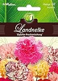 Dianthus, Landnelken,Gefüllte Prachtmg.