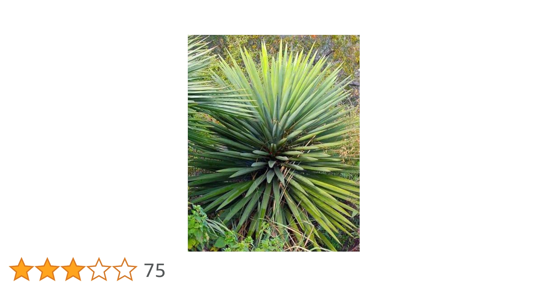 Amazon.co.jp: 【種子】Yucca Treculeana◇ユッカ